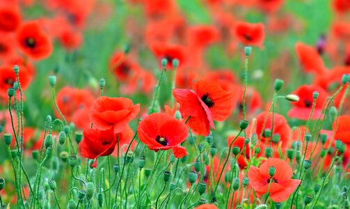 Agriculture beautiful flowers bloom photo