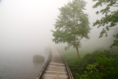 Fog on the water and wooden trail with tree photo
