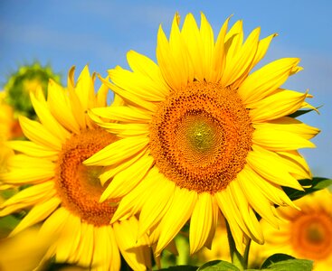 Sunflower yellow flower sunflower field