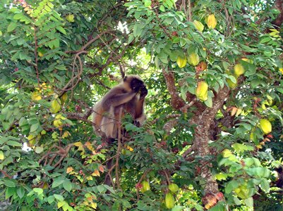 Semnopithecus wildlife primate photo