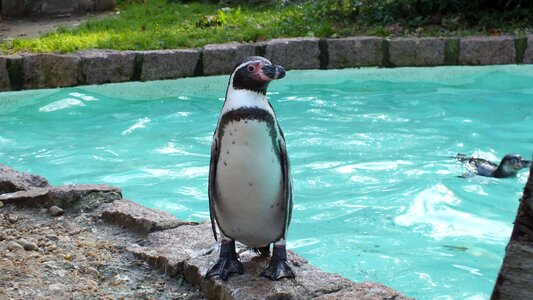 Zoo animal water bird