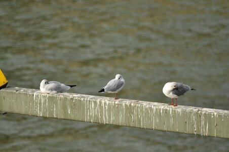 Three seagulls on a beam over the Rhine river photo