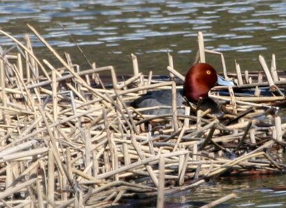 Aquatic Bird bird duck