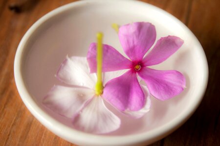 Blossom bowl decoration photo