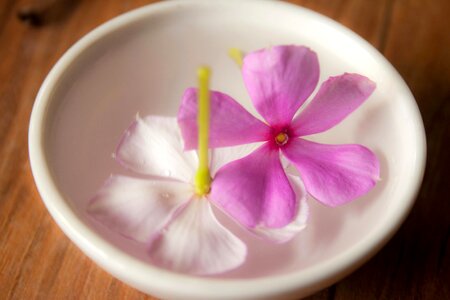 Blossom bowl decoration
