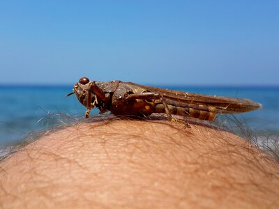 Grasshopper beach marine photo