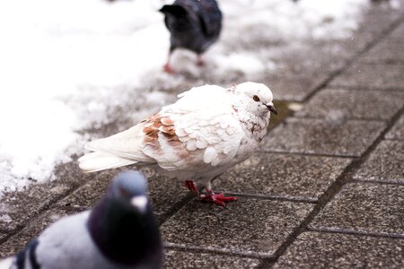 Bird city road photo