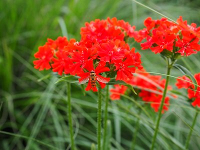Bloom red lychnis chalcedonica