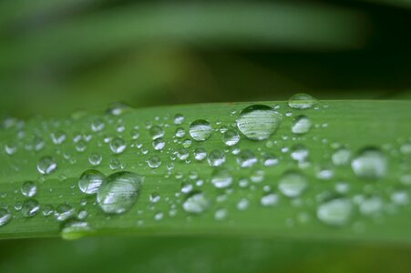 Drop of water green rain photo