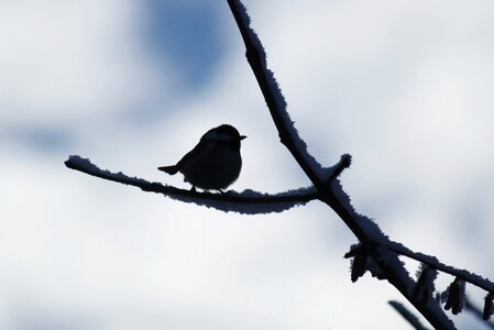 Winter branch backlighting