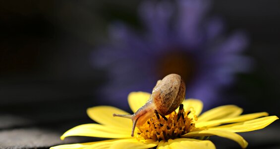 Beautiful Flowers blooming blossom