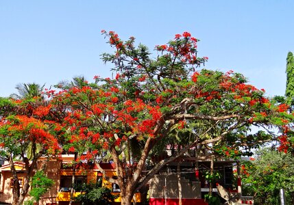 Tropical dharwad india