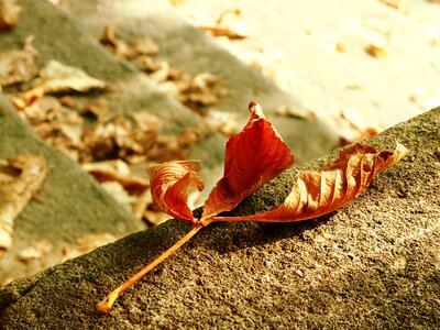 Fall nature color
