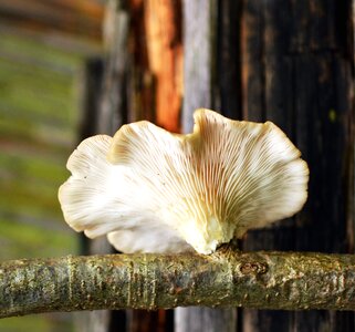 Branch diet flora