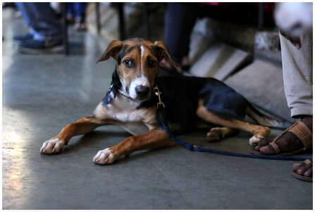 Dog Lying On Ground photo