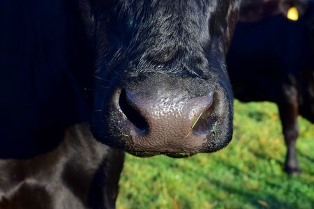 Animal bovine cattle