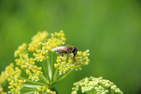 Nature flower garden
