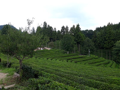 Boseong Green Tea Fields photo