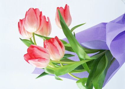 bouquet of tulip photo