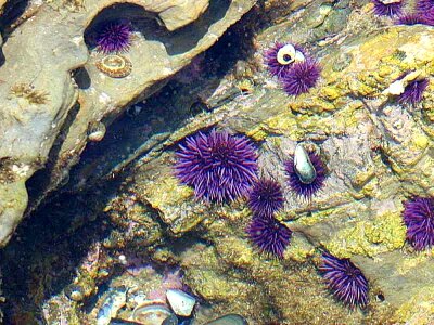 Mare nature underwater