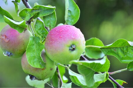 Fruit branch green