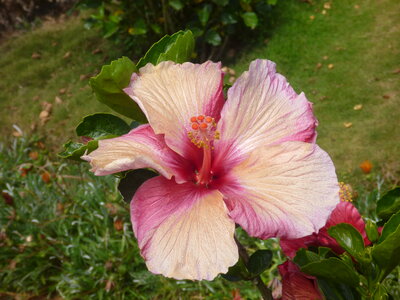 Hibiscus White Pink