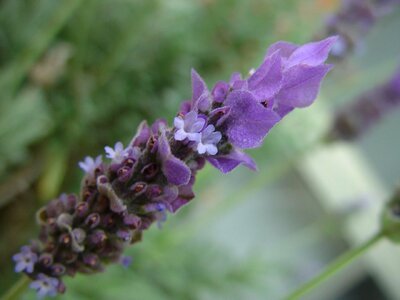 Flowers lavender photo