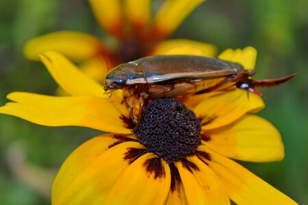 Beetle flower pistil photo