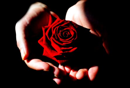 Rose nature macro