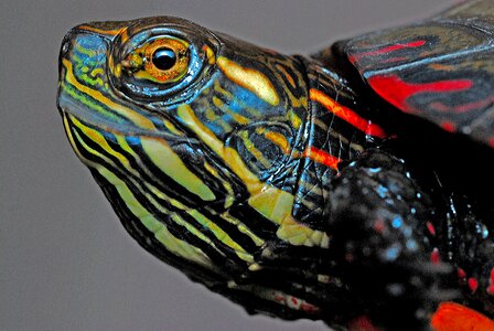 Head of the Painted Turtle - Chrysemys picta photo