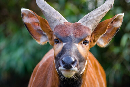 Eastern bongo photo