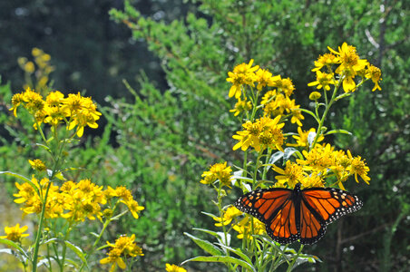 Monarch butterfly-1 photo