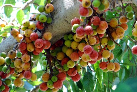 Wild fig tree dharwad