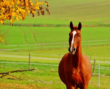Reiterhof brown coupling