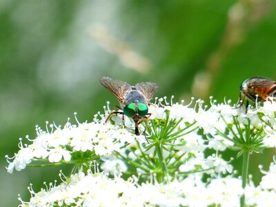 Insect tabanus bovinus fly art