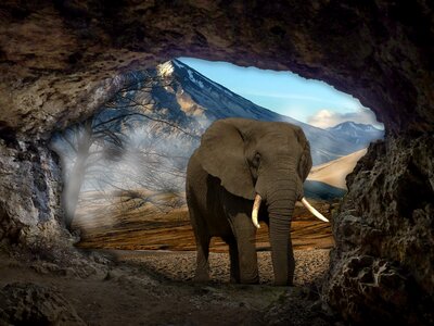 Elephant atmosphere mood