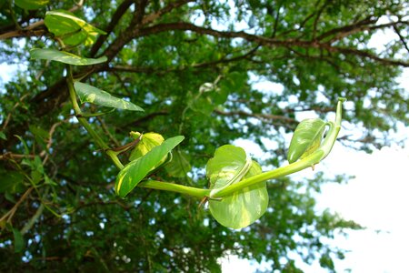 Vine tropical forest ebony