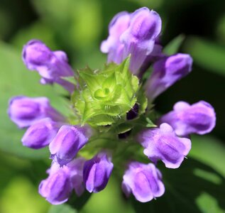Beautiful beautiful flowers biology