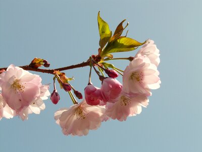 Tree japanese cherry japanese flowering cherry photo