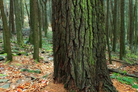 Bark branch conifer