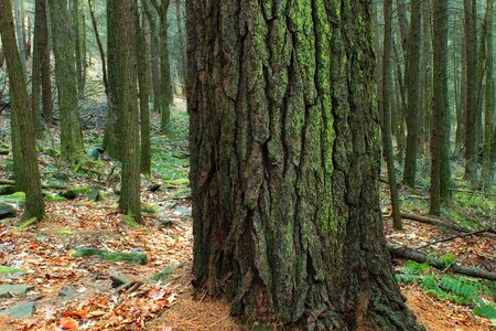 Bark branch conifer photo