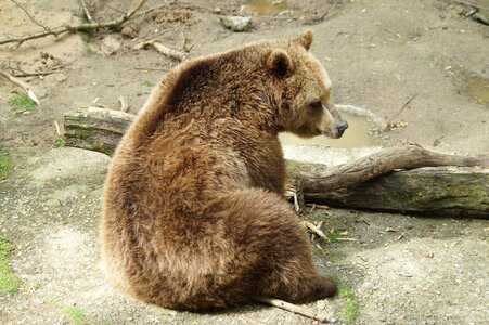 Animal nature wild animal
