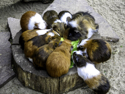 A group of Guinea Pigs Feeding - Cavia porcellus photo