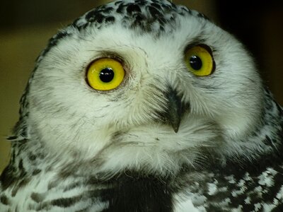 Snowy owl face night active