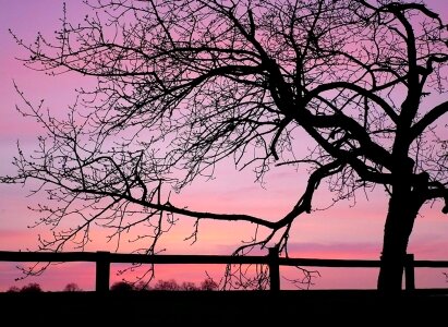 Trees branches sunset