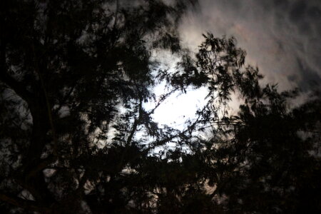 Moon behind trees mirroring in a puddle photo