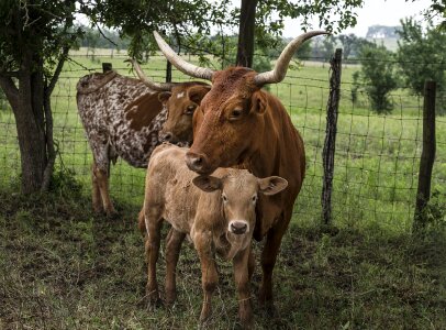 Livestock beef bovine photo