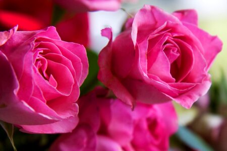 Floral love bouquet photo