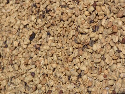Plantation dry coffee bean
