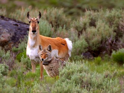 Antelope coyote park